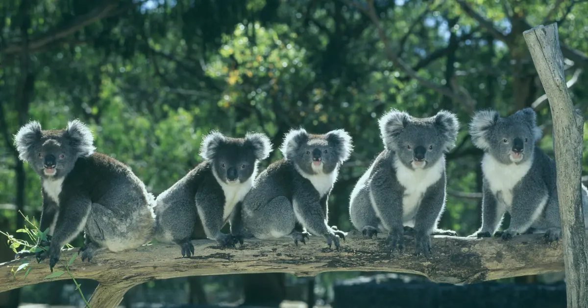 Lone Pine Koala Sanctuary participant cuddling a koala with NDIS support by Yirra Care